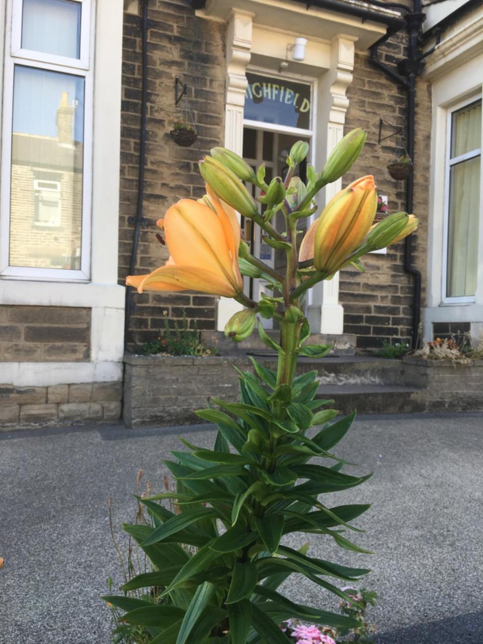 Highfield Guesthouse Skipton Εξωτερικό φωτογραφία